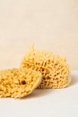 Body Sea Sponge