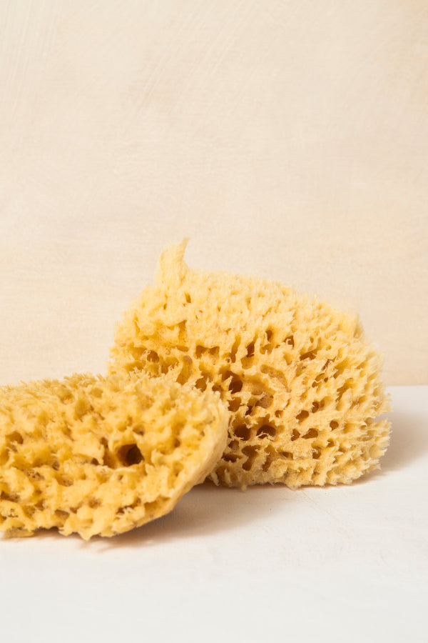 Body Sea Sponge