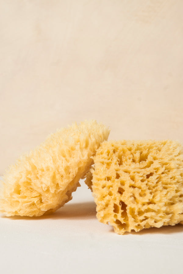 Body Sea Sponge